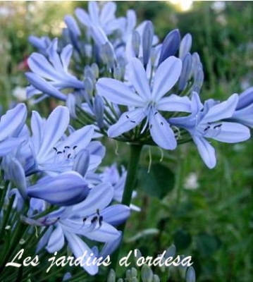 Agapanthus peter pan 